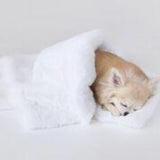 Divine Collection Blanket Pet | Lovely Paws